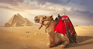 Discover Amazing trip to the pyramids and saqqara from Alexandria Port